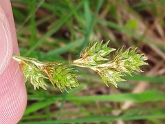 Carex bicknellii