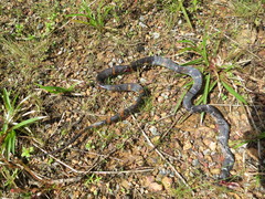 Oxyrhopus melanogenys