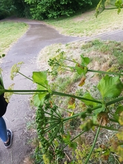 Smyrnium olusatrum