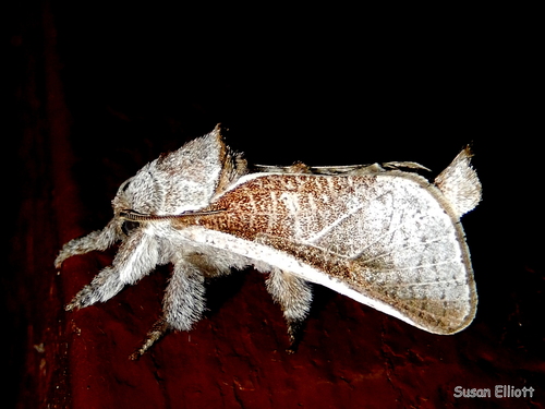 Cossula albicosta