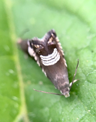 Grapholita compositella