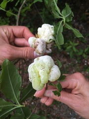 Exobasidium rhododendri