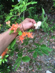 Exobasidium rhododendri