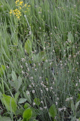 Eleocharis uniglumis