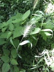 Elymus villosus