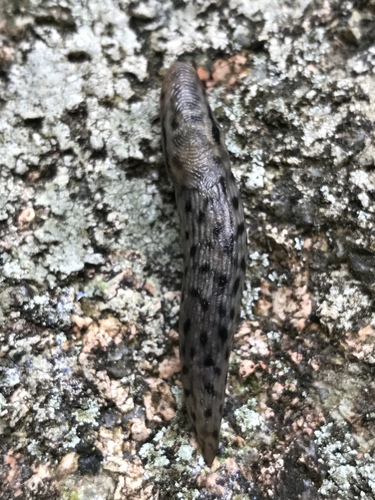Tree slug