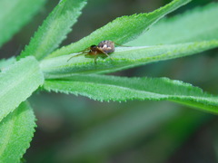 Pachygnatha listeri