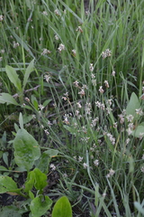 Eleocharis uniglumis