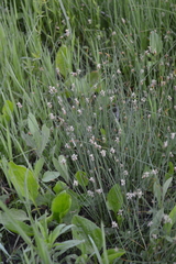 Eleocharis uniglumis