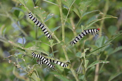 Amphicallia bellatrix