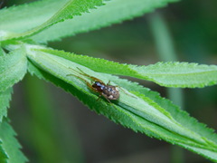 Pachygnatha listeri
