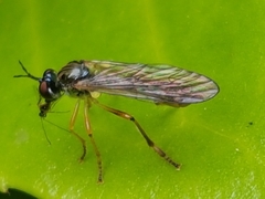 Dioctria linearis