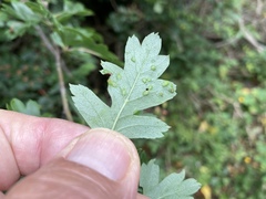Eriophyes crataegi