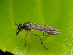 Dioctria linearis