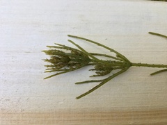 Chara subspinosa
