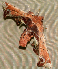 Eutelia pulcherrimus