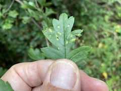 Eriophyes crataegi