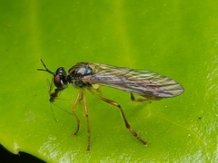 Dioctria linearis