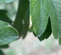 Phyllocoptes goniothorax