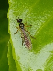 Dioctria linearis