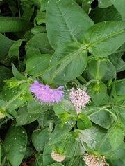 Knautia dipsacifolia