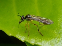 Dioctria linearis
