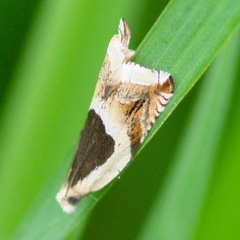 Ancylis badiana