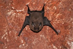 Peropteryx macrotis