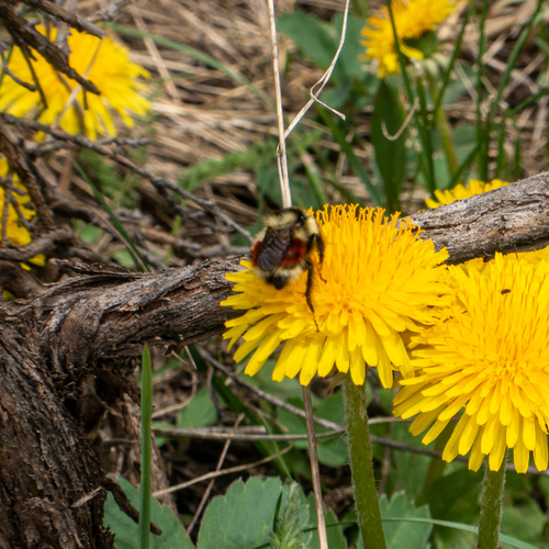 Forest Bumble Bee photo 6
