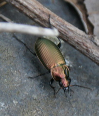 Poecilus