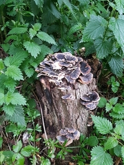 Trametes versicolor
