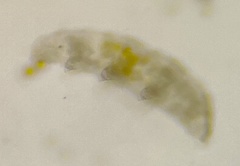 Eutardigrada
