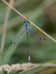 Lestes macrostigma