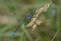 Lestes macrostigma