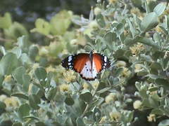 Danaus chrysippus alcippus