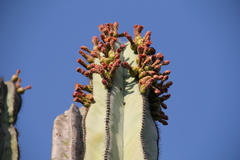 Isolatocereus dumortieri