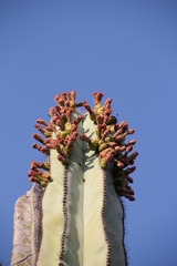 Isolatocereus dumortieri