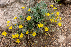 Potentilla concinna