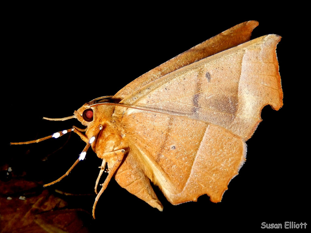 Phyllodonta latrata