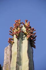 Isolatocereus dumortieri