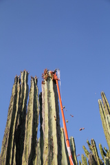 Isolatocereus dumortieri