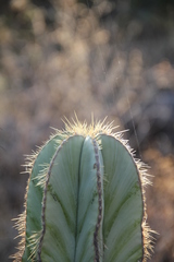 Isolatocereus dumortieri