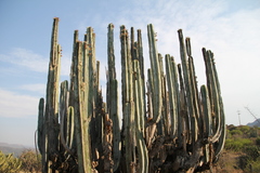 Isolatocereus dumortieri