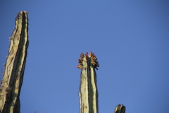 Isolatocereus dumortieri