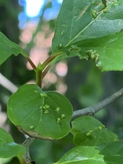Eriophyes emarginatae