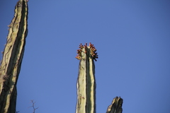 Isolatocereus dumortieri