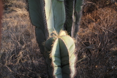 Isolatocereus dumortieri