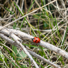 Coccinella monticola
