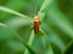 Cantharis figurata