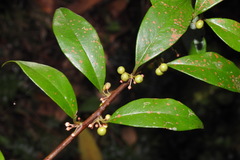 Myrsine stolonifera
